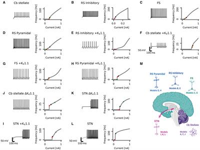 Loss or gain of function? Effects of ion channel mutations - Frontiers